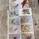 national audibon society song bird postcard allen brooks signed paper prints