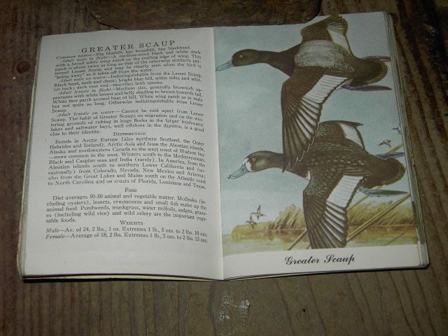 SPORTS AFIELD DUCK IDENTIFICATION GUIDE BOOK GOOSE WATERFOWL GAMEBIRD PUBLICATION HEARST 1954