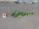 GOOSE FEATHER CHRISTMAS TREE GERMANY MADE HOLIDAY TABLE DECORATION POINSETTIA FLOWER HOLLY BERRY STENCILED WOOD BASE