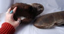 Seal Fur Slippers with Beaver Trim. Men's