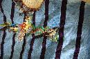 Huipil of Santiago Atitlán Guatemala emboidered with Raptors & Birds on Front and Shoulders **PRICE REDUCTION*!