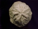 John Malloy Donegal Irish Fisherman Knit Tam, Cap