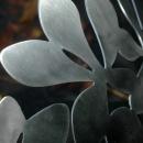 Stainless Steel Chestnut Leaves Basket Bowl, Designer Monika Mulder