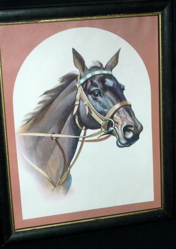 Race Horse Print in Frame Free shipping