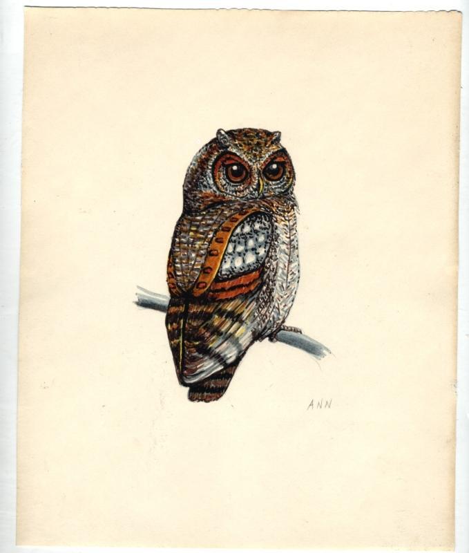 Pen Ink and Watercolor of Owl by Ann Ramhorst 1976 Free Shipping
