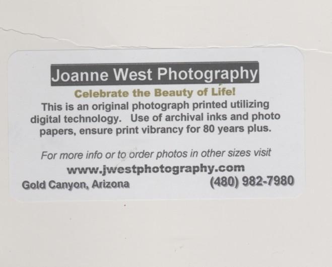 Fine Art Photograph Biciletta, Lucca Italy , Joanne West Photography