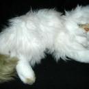 Yomiko Classics Long Haired Siamese Persian Cat 25