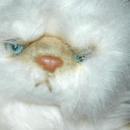 Yomiko Classics Long Haired Siamese Persian Cat 25