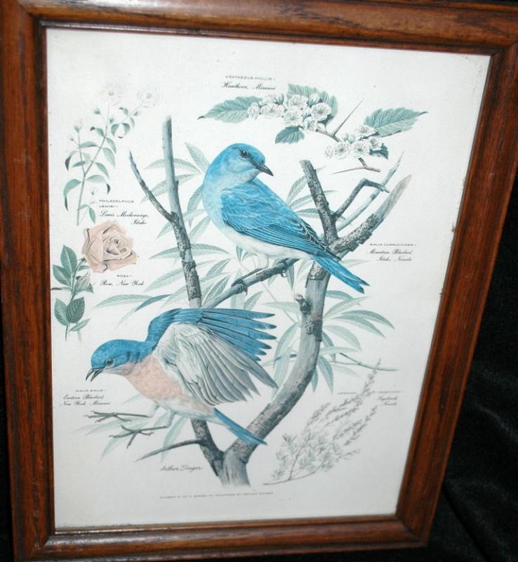 Vintage Framed Arthur Singer Print of Birds and Flowers. Blue Birds #2 in the series