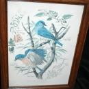 Vintage Framed Arthur Singer Print of Birds and Flowers. Blue Birds #2 in the series