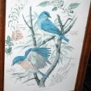 Vintage Framed Arthur Singer Print of Birds and Flowers. Blue Birds #2 in the series