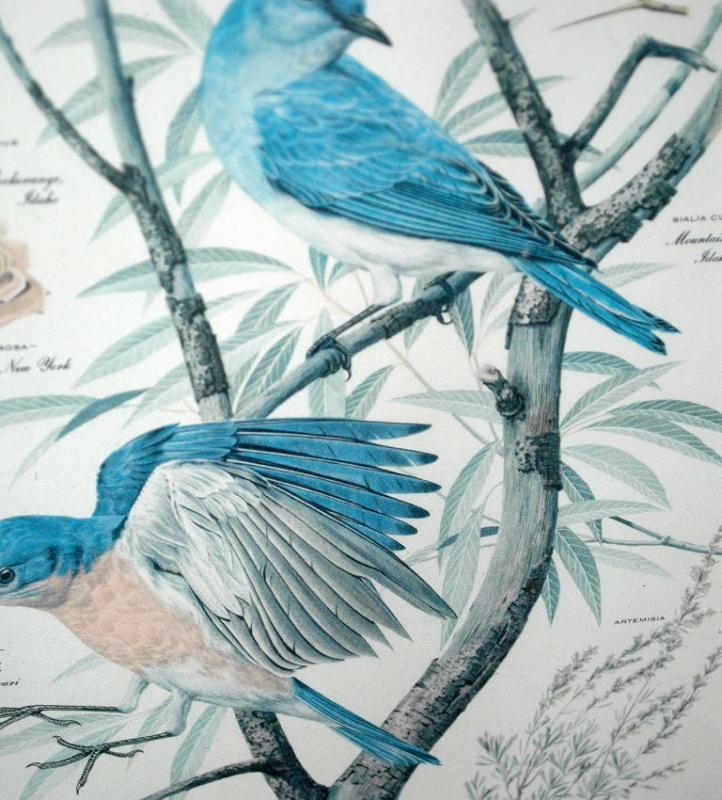 Vintage Framed Arthur Singer Print of Birds and Flowers. Blue Birds #2 in the series