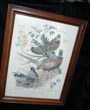 Vintage Framed Arthur Singer Print Birds, #3 in the series