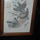 Vintage Framed Arthur Singer Print Birds, #3 in the series