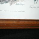 Vintage Framed Arthur Singer Print Birds, #3 in the series