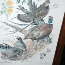 Vintage Framed Arthur Singer Print Birds, #3 in the series