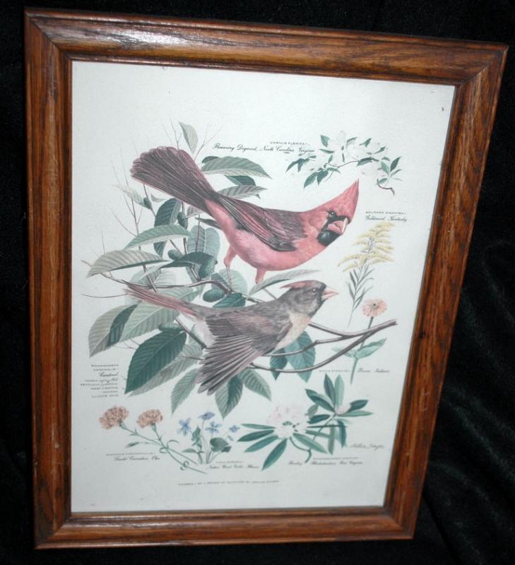 Vintage Framed Arthur Singer Print Birds, Cardinals #1 in the series
