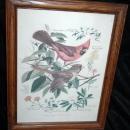 Vintage Framed Arthur Singer Print Birds, Cardinals #1 in the series