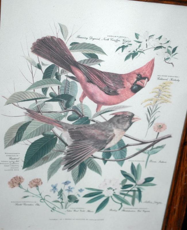 Vintage Framed Arthur Singer Print Birds, Cardinals #1 in the series