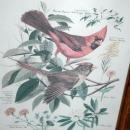 Vintage Framed Arthur Singer Print Birds, Cardinals #1 in the series