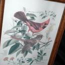 Vintage Framed Arthur Singer Print Birds, Cardinals #1 in the series