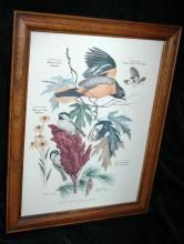 Vintage Framed Arthur Singer Print Birds, Baltimore Oriole #8 in the series