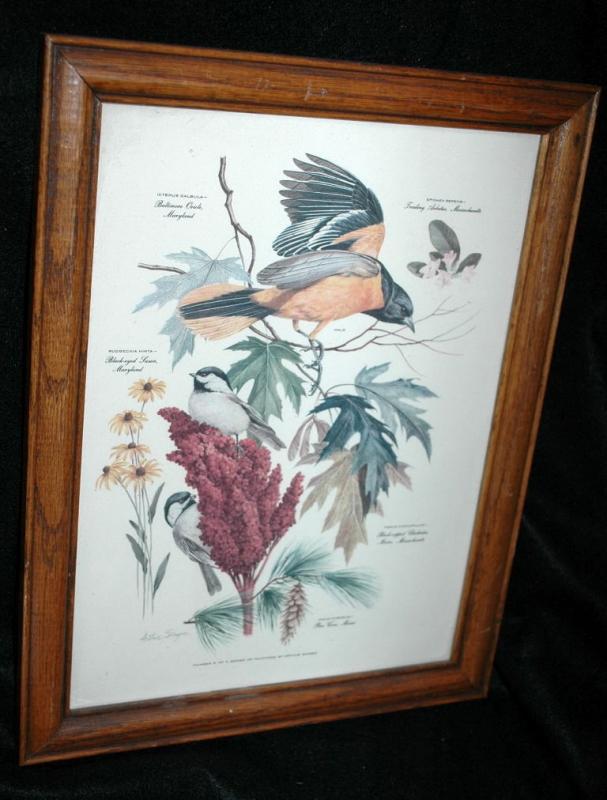 Vintage Framed Arthur Singer Print Birds, Baltimore Oriole #8 in the series