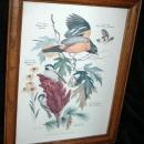 Vintage Framed Arthur Singer Print Birds, Baltimore Oriole #8 in the series