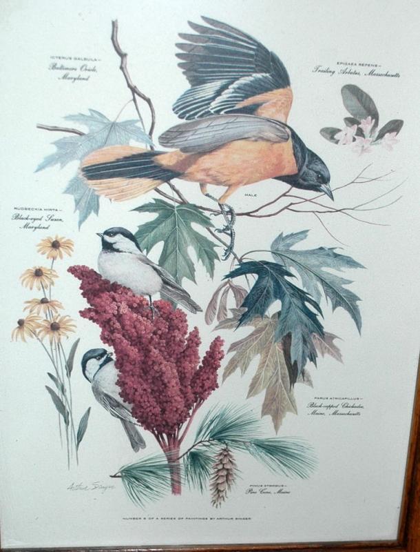 Vintage Framed Arthur Singer Print Birds, Baltimore Oriole #8 in the series