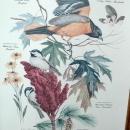 Vintage Framed Arthur Singer Print Birds, Baltimore Oriole #8 in the series