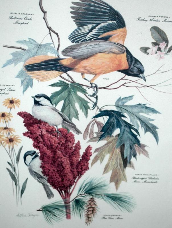 Vintage Framed Arthur Singer Print Birds, Baltimore Oriole #8 in the series