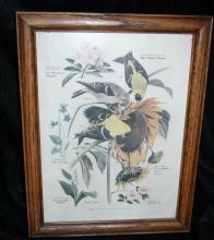 Vintage Framed Arthur Singer Print Birds, Goldfinch #6 in the series