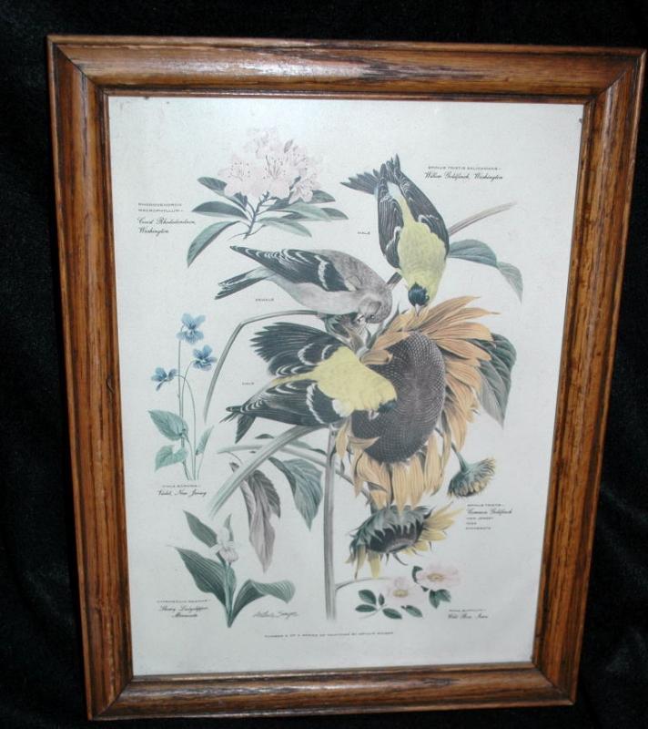 Vintage Framed Arthur Singer Print Birds, Goldfinch #6 in the series