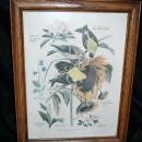 Vintage Framed Arthur Singer Print Birds, Goldfinch #6 in the series