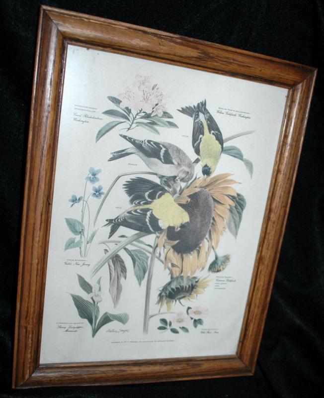 Vintage Framed Arthur Singer Print Birds, Goldfinch #6 in the series