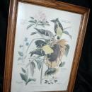 Vintage Framed Arthur Singer Print Birds, Goldfinch #6 in the series