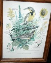 Vintage Framed Arthur Singer Print Birds, Western Meadowlark #7 in the series