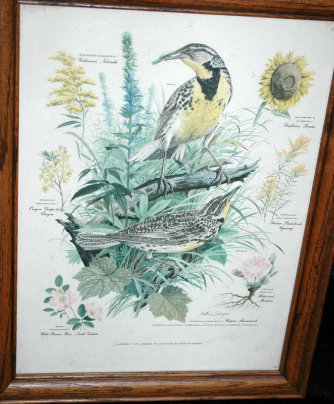 Vintage Framed Arthur Singer Print Birds, Western Meadowlark #7 in the series