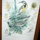 Vintage Framed Arthur Singer Print Birds, Western Meadowlark #7 in the series