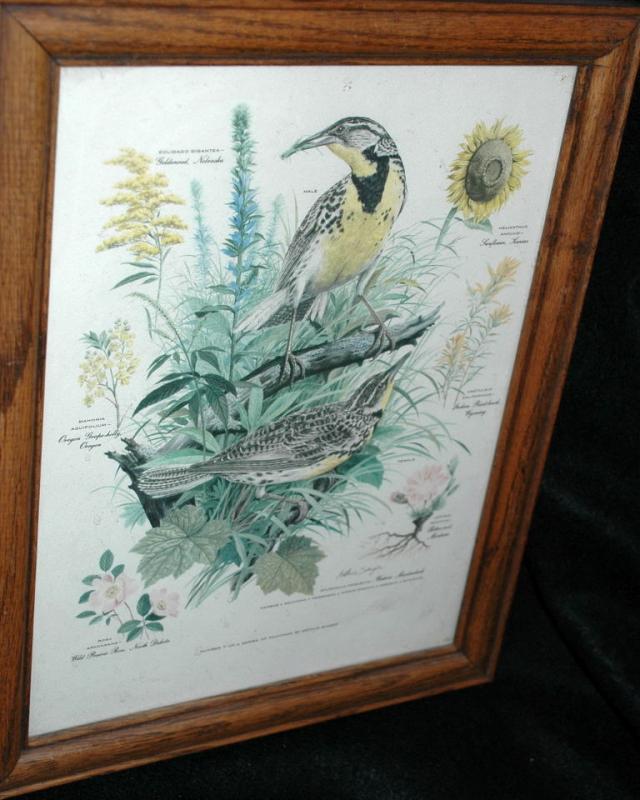 Vintage Framed Arthur Singer Print Birds, Western Meadowlark #7 in the series
