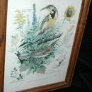 Vintage Framed Arthur Singer Print Birds, Western Meadowlark #7 in the series