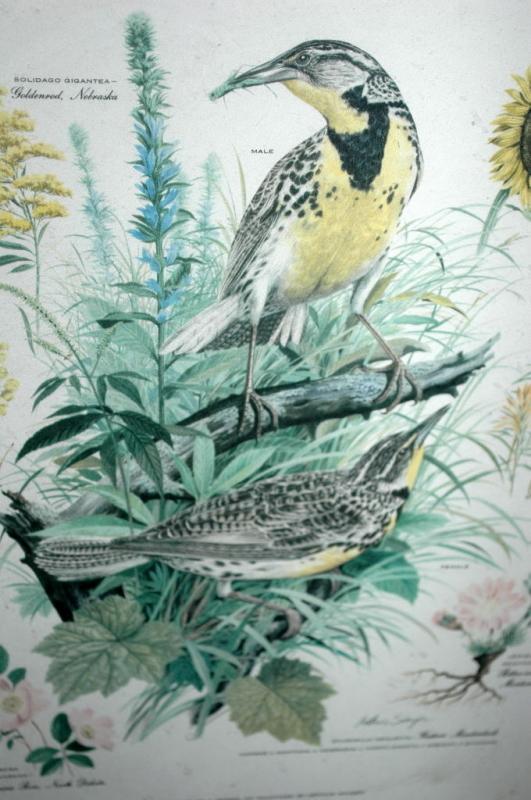 Vintage Framed Arthur Singer Print Birds, Western Meadowlark #7 in the series