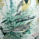 Vintage Framed Arthur Singer Print Birds, Western Meadowlark #7 in the series