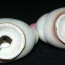 Duck Salt and Pepper Shakers Vintage Japan