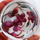 Glass Eye Studio Pink Flowers Paperweight 1985 , signed and numbered