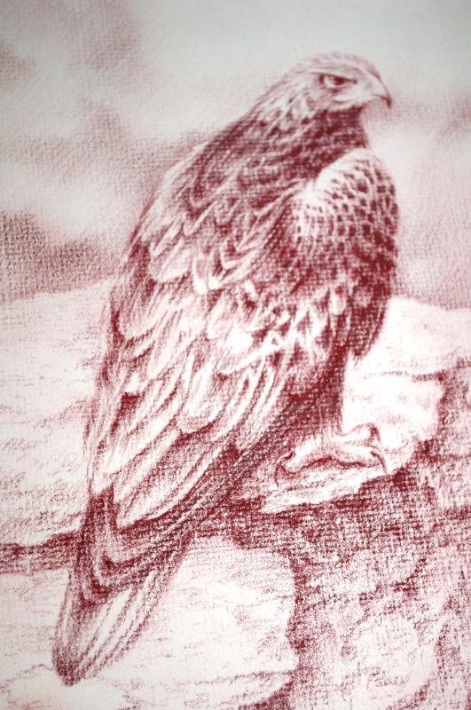 Monotone Painting or Drawing of Hawk signed Shively ( George Shively)
