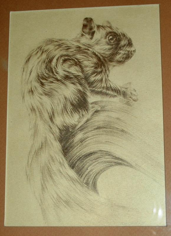 Monotone Drawing Squirrel signed Shively ( George Shively)