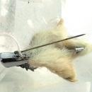 SCOTTISH GROUSE CLAW STAG HEAD VINTAGE BROOCH KILT PIN & GLASS AMETHYST