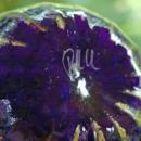 Signed Art Glass Cobalt Blue and Gold Pumpkin or Squash