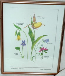Botanical Wild Flowers of America Print ** PRICE REDUCTION!**